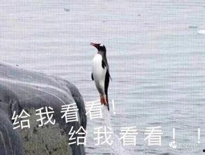 娱乐吃瓜酱飞鸟与鱼,娱乐吃瓜酱的甜蜜邂逅