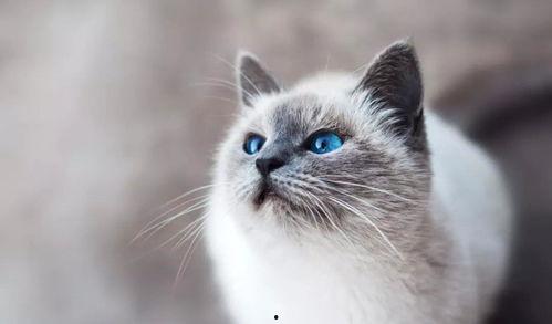 娱乐吃瓜酱丹麦猫咪,娱乐吃瓜酱的萌宠日常