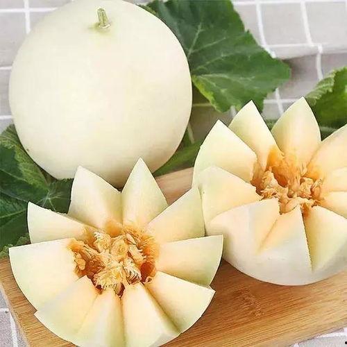 娱乐吃瓜酱小冻梨