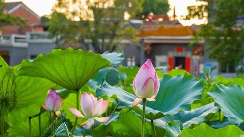 娱乐吃瓜君白莲花